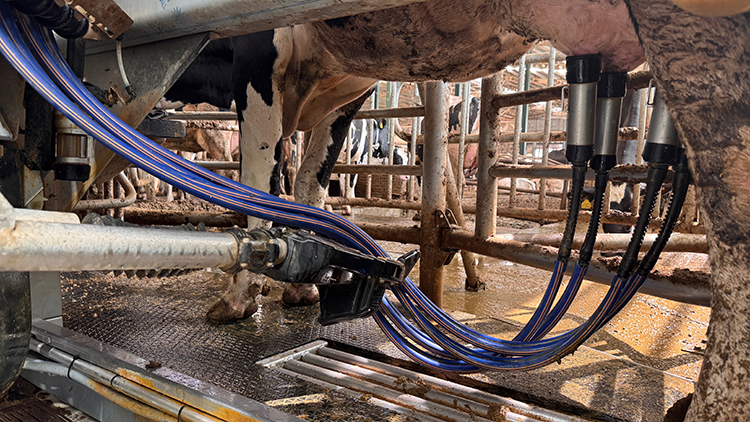 Robotla Sağılan Inekler Özel Yemle Motive Ediliyor 1