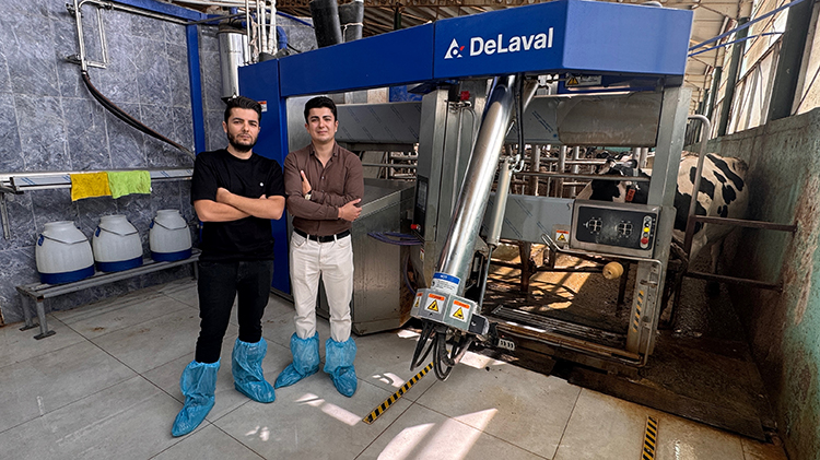 Robotla Sağılan Inekler Özel Yemle Motive Ediliyor 3