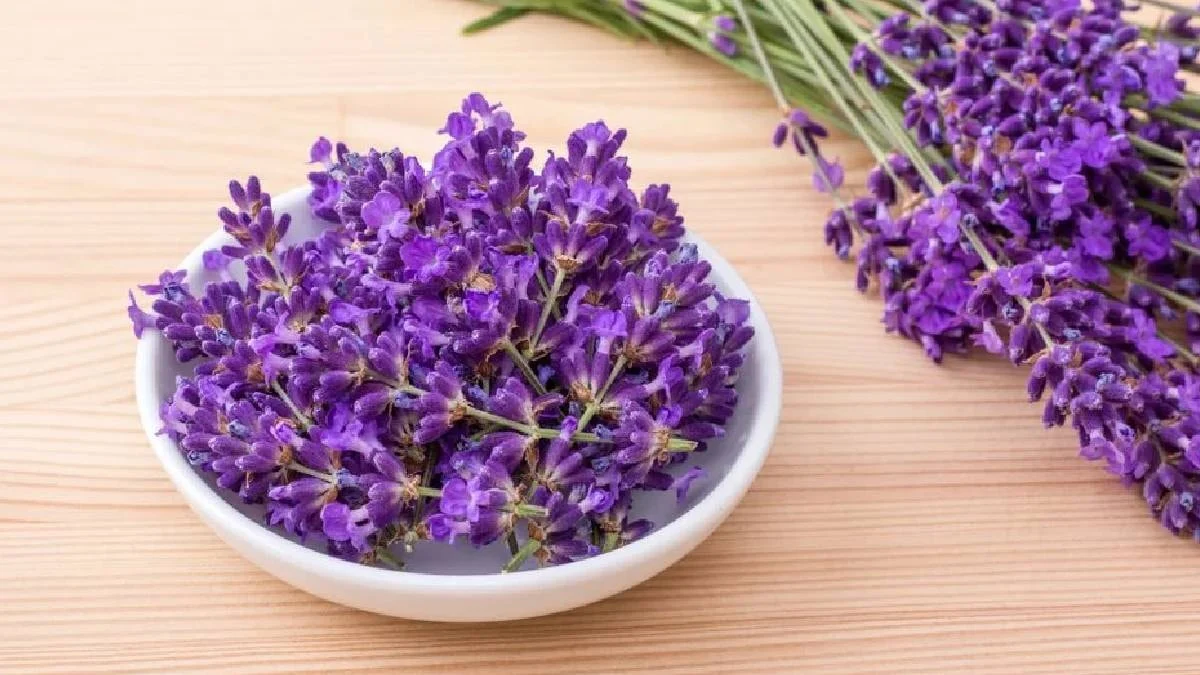 Saksıda Yetiştiren Hem Huzur Buluyor Hem Para Kazanıyor 1