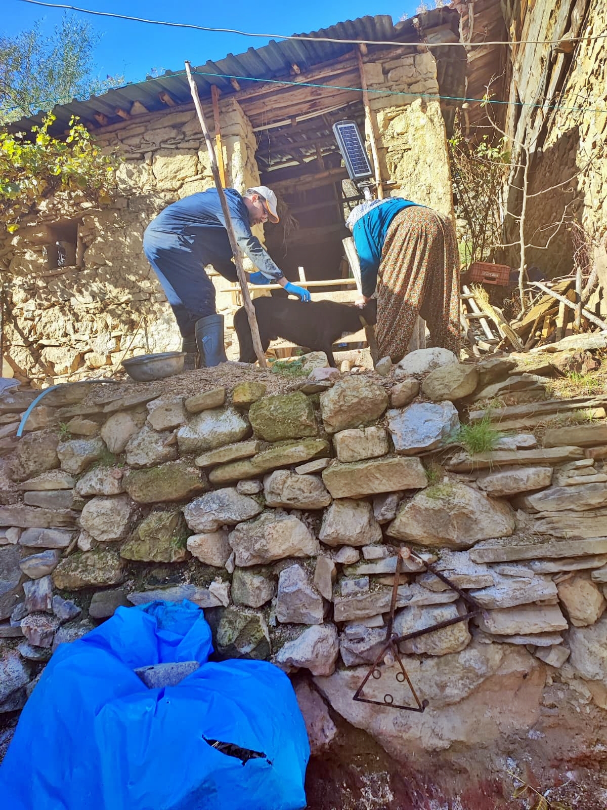 Şaphane’de Hayvan Sağlığı Için Aşı Uygulaması1