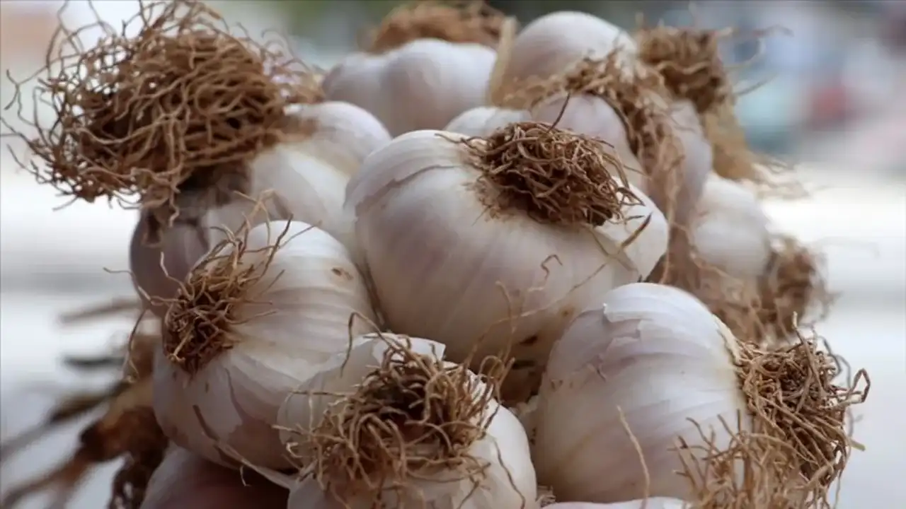 Sarımsak Kabuğu Sağlığı Koruyor İşte Faydaları