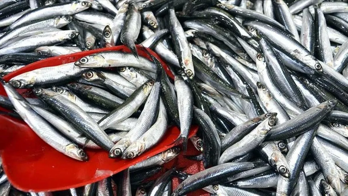 Sonbahar Balıkları