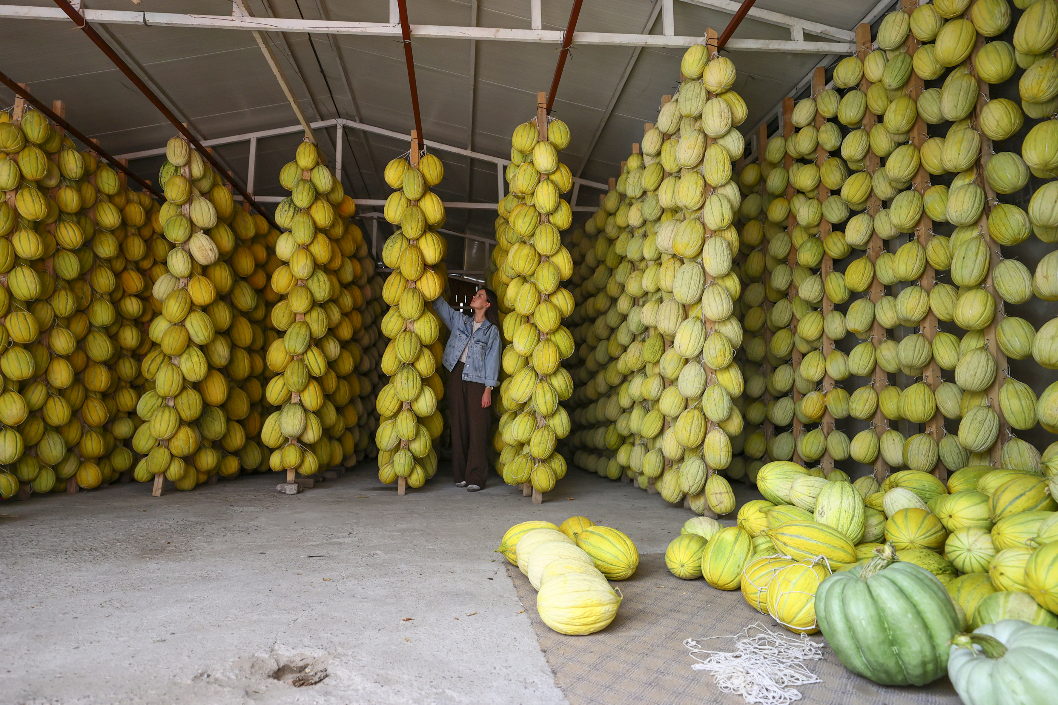 Tescilli Kırkağaç Kavunu Kış Sofraları Için Depolarda (2)