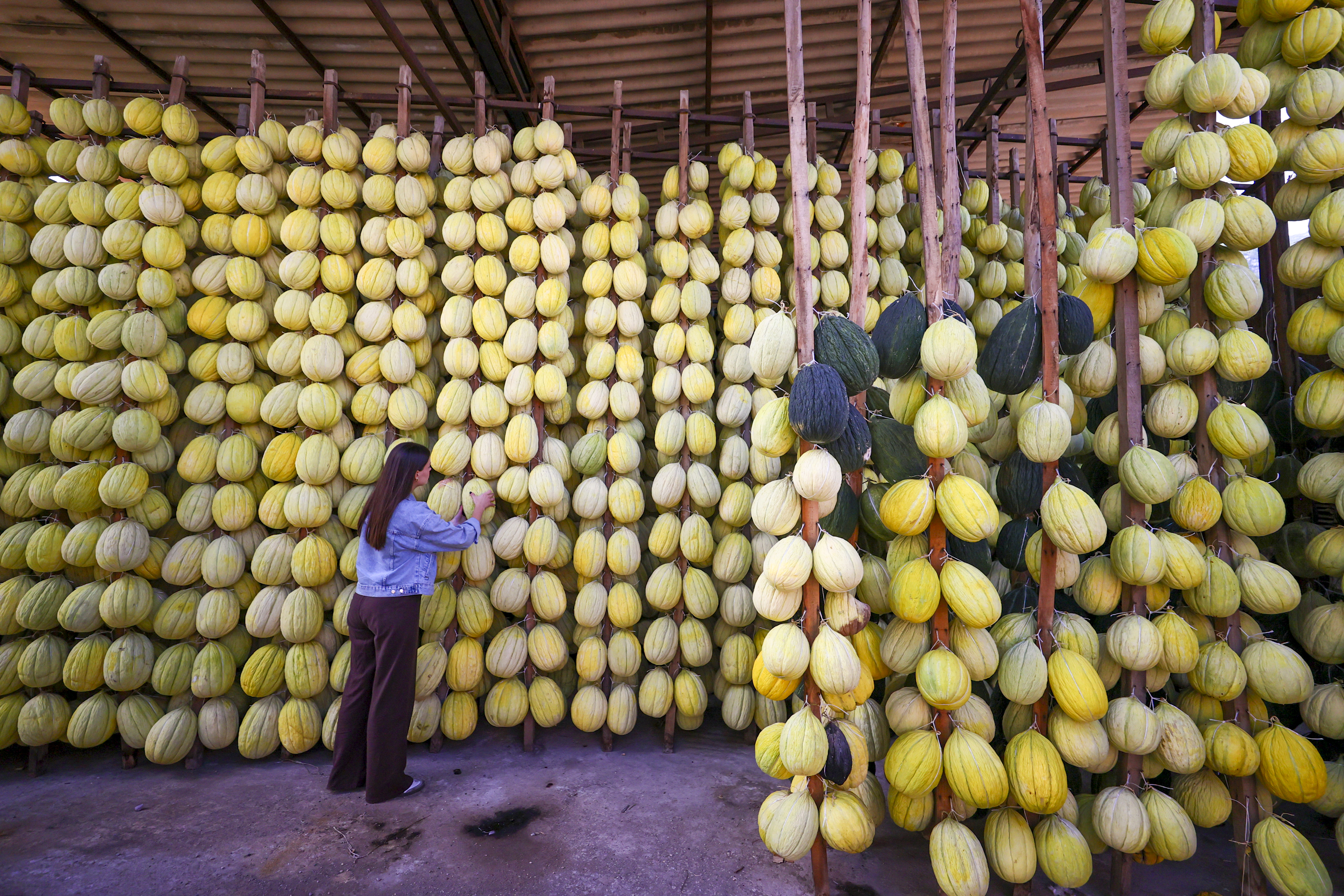 Tescilli Kırkağaç Kavunu Kış Sofraları Için Depolarda (3)