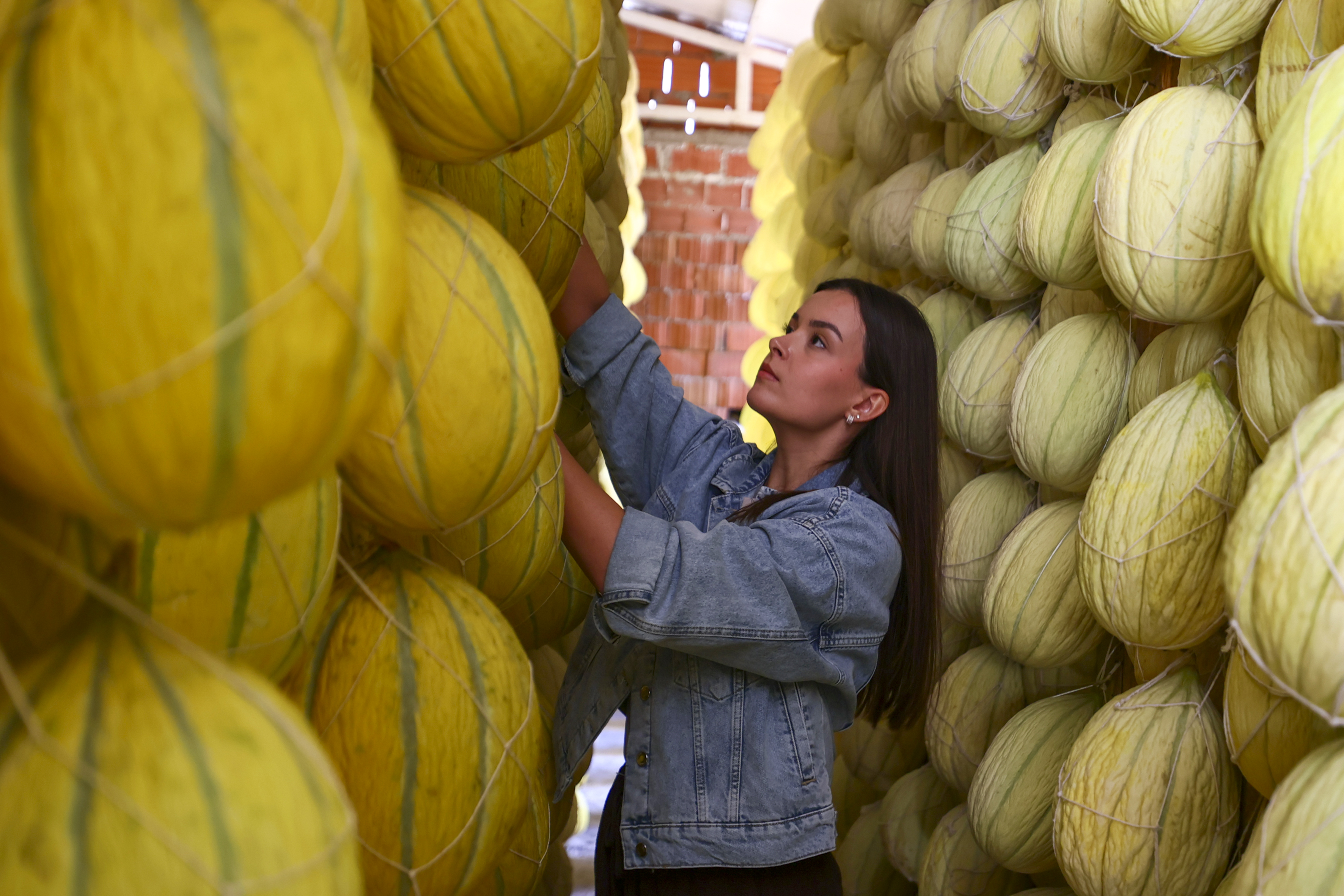 Tescilli Kırkağaç Kavunu Kış Sofraları Için Depolarda (4)