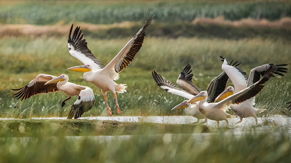 Tiktok’ta Yeni Trend Kuş Testi Ilişkileri Ölçüyor1