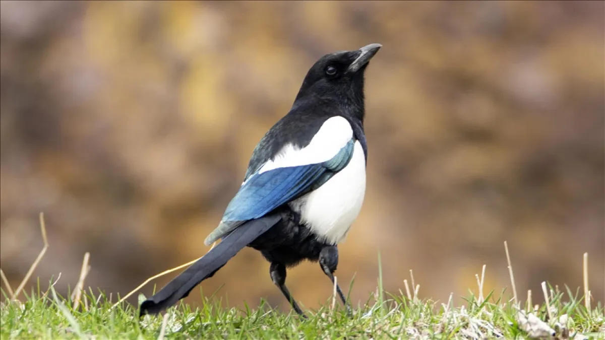 Tiktok’ta Yeni Trend Kuş Testi Ilişkileri Ölçüyor2