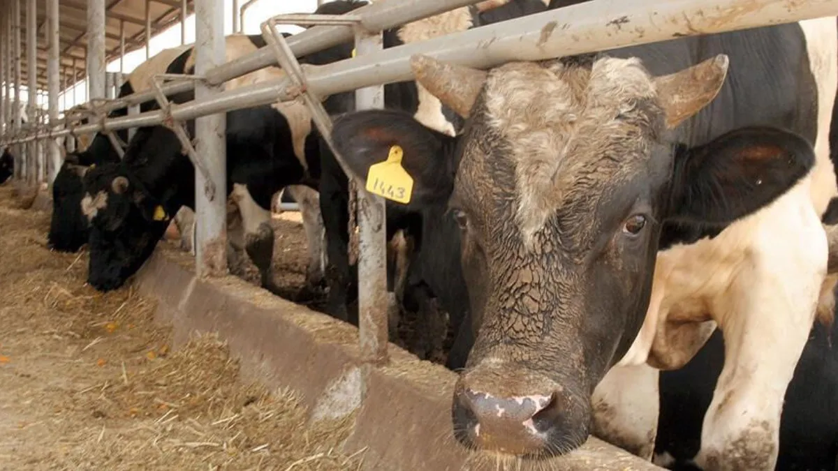 Türkiye’de Yeniden Görüldü Deli Dana Hastalığı Alarmı1