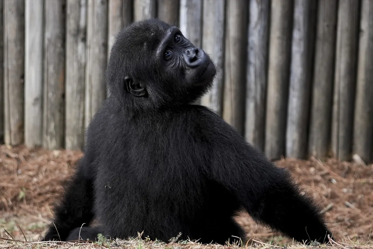 Yavru Goril Zeytin Artık Türkiye’de Kalacak