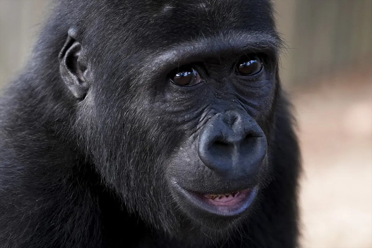 Yavru Goril Zeytin Artık Türkiye’de Kalacak2