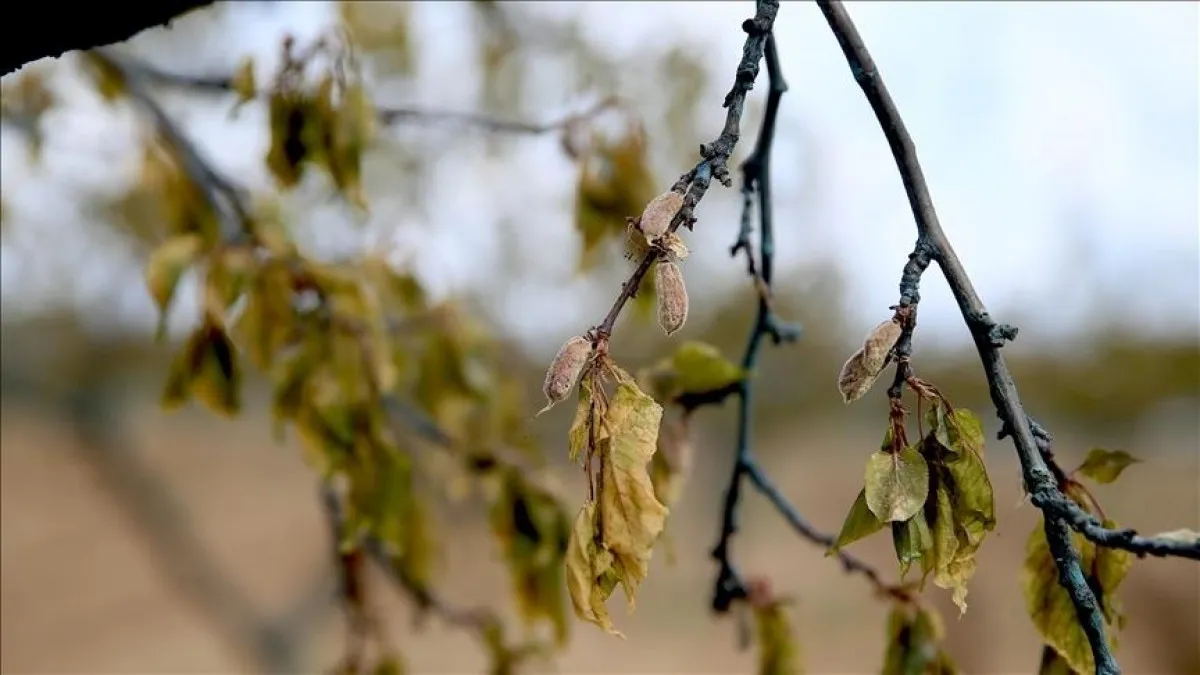Zirai Don Desteği Ödemeleri Başladı Iban’a Yatırılıyor1