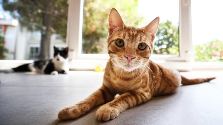 Avrupa’da Evcil Hayvan Sınırlaması Llubí’de Sayı Eve Göre Belirlenecek 1