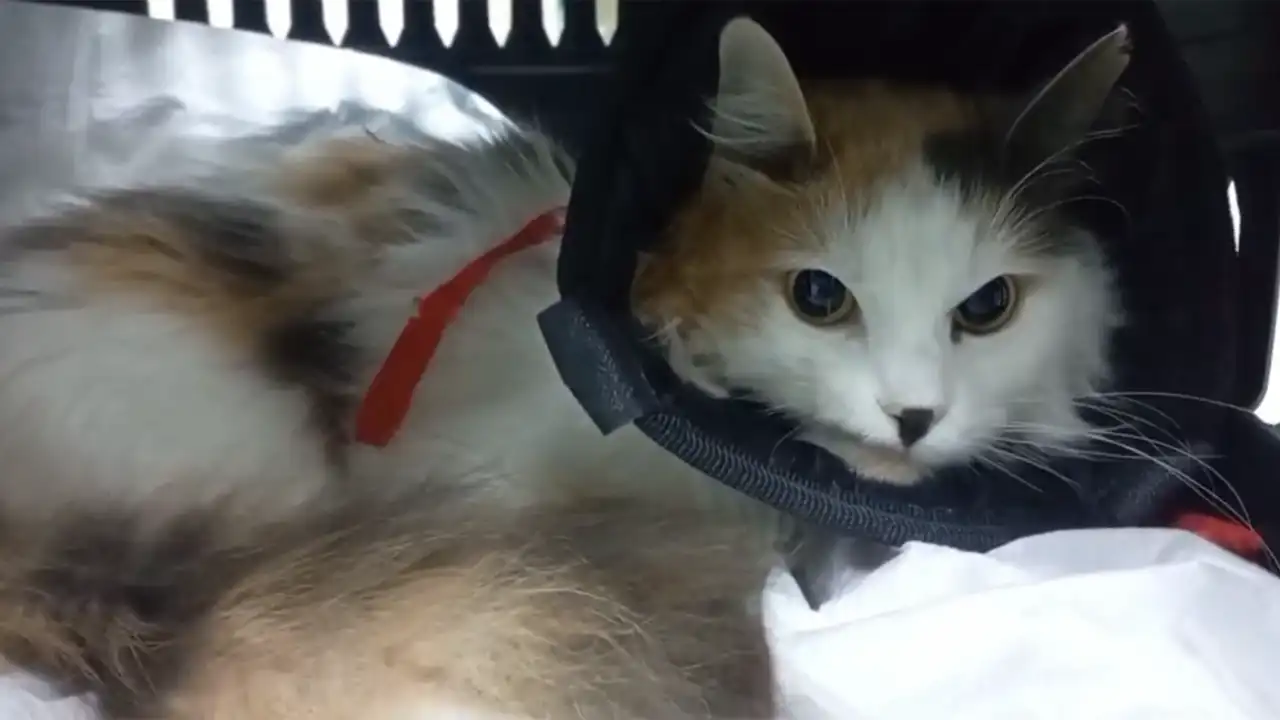 Balıkesir’de Damağı Yarılan Kedi Nadir Teknikle Tedavi Edildi