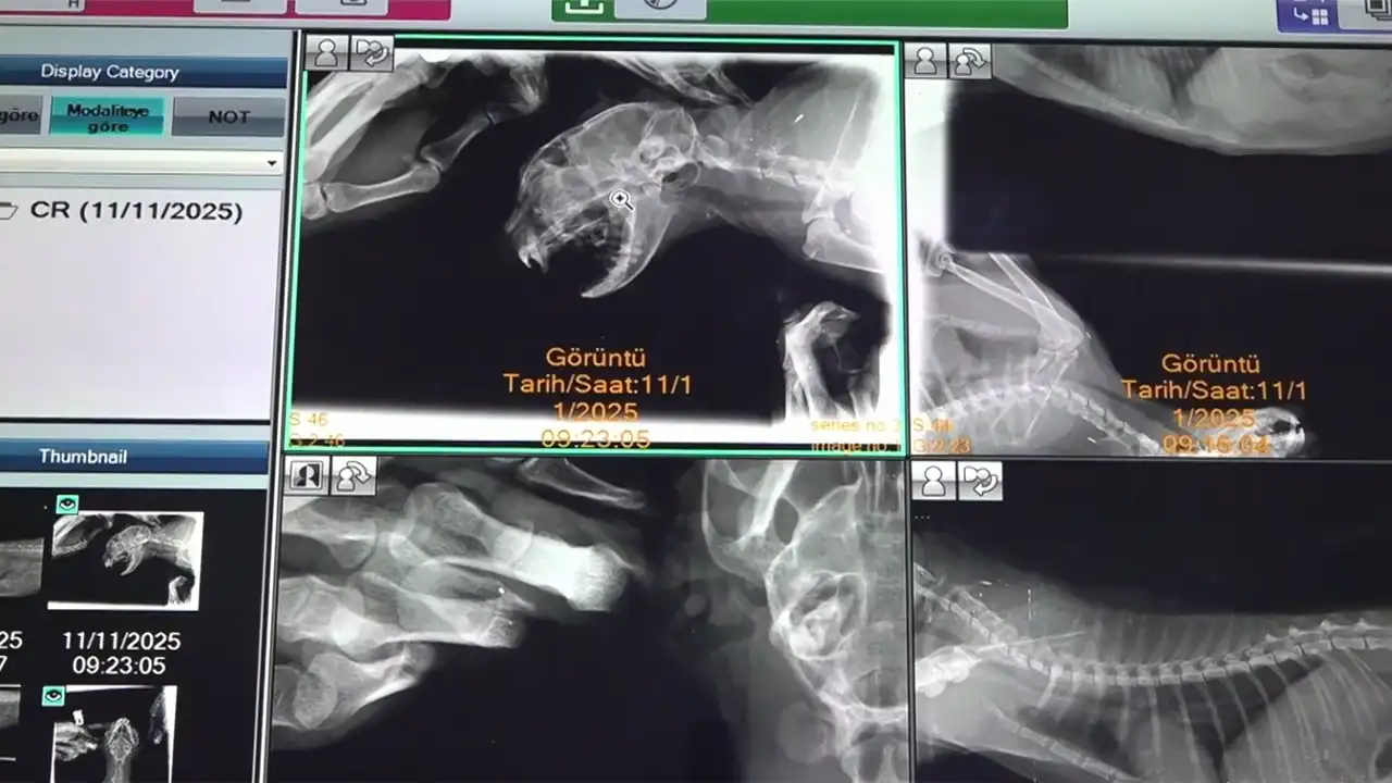 Balıkesir’de Damağı Yarılan Kedi Nadir Teknikle Tedavi Edildi1