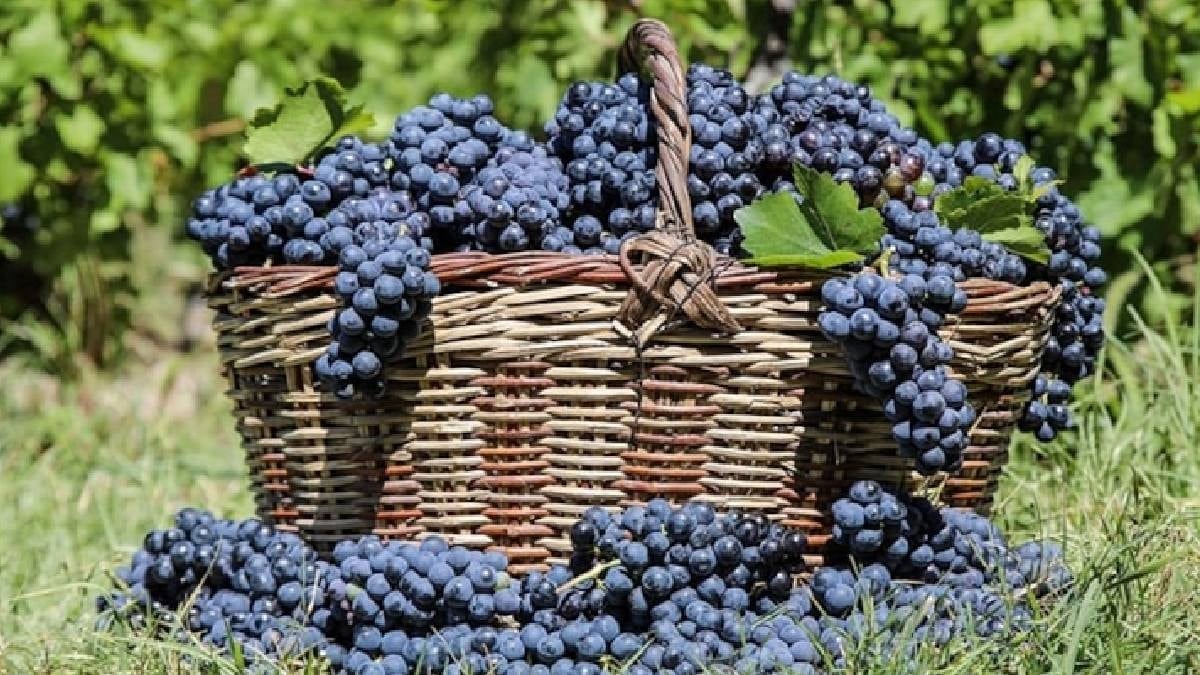 Beyaz Ve Kırmızıyı Geride Bıraktı En Sağlıklı Üzüm Açıklandı 1