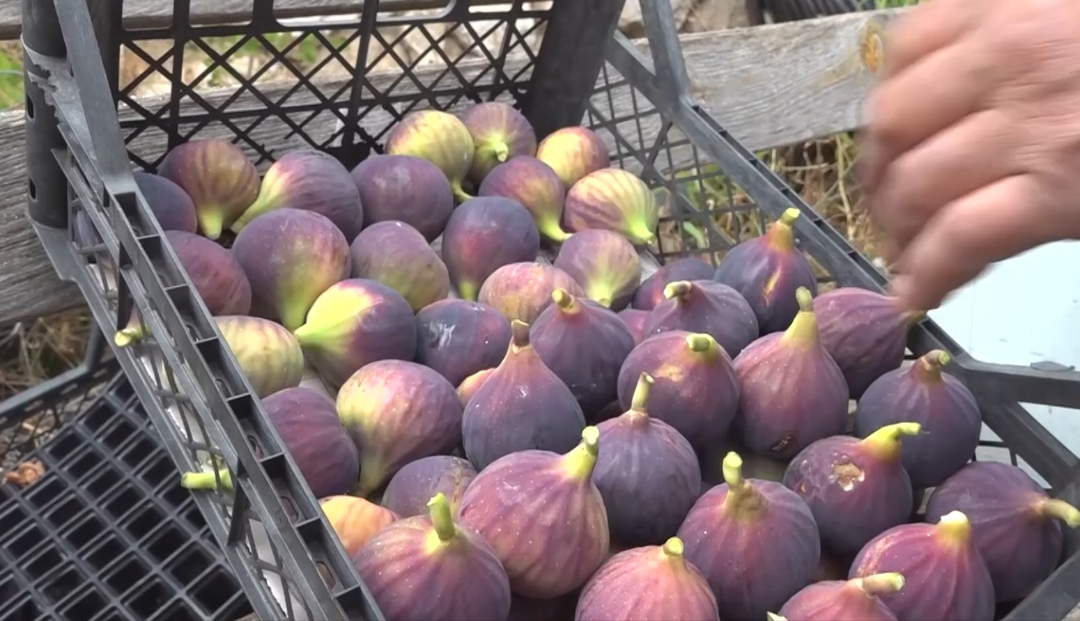 Bilecik’te Incir Hasadı Tüm Hızıyla Sürüyor 1