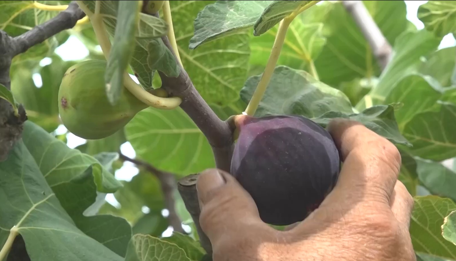 Bilecik’te Incir Hasadı Tüm Hızıyla Sürüyor