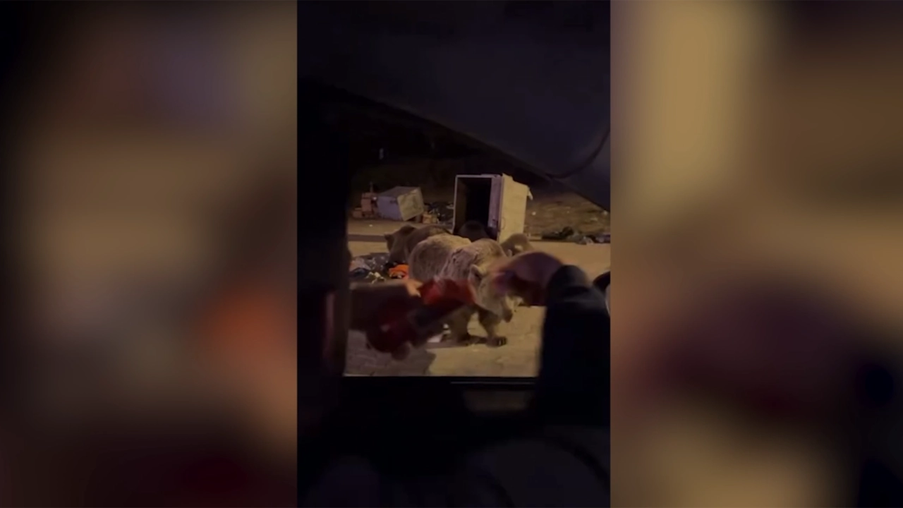 Bursa’da Ayı, Sucuk Uzatan Sürücüye Saldırdı1