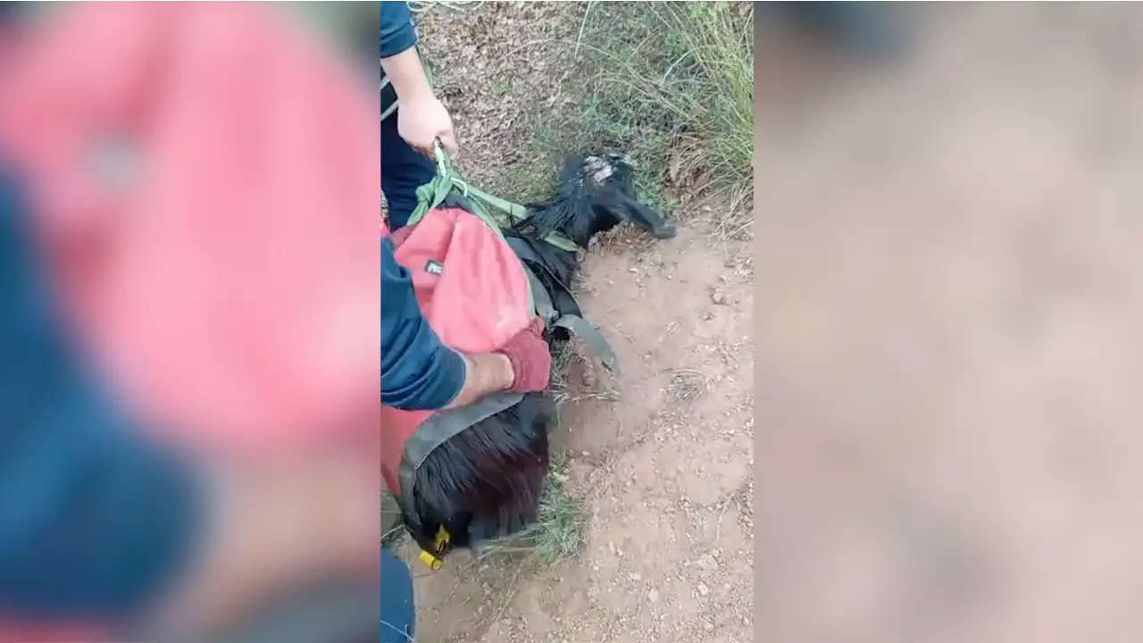 Bursa’da Kayalıkta Mahsur Kalan Keçi Ekiplerce Kurtarıldı1