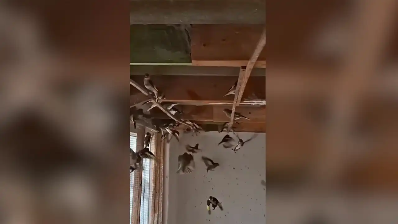 Bursa’da Yasa Dışı Yakalanan Kuşlar Doğaya Salındı1