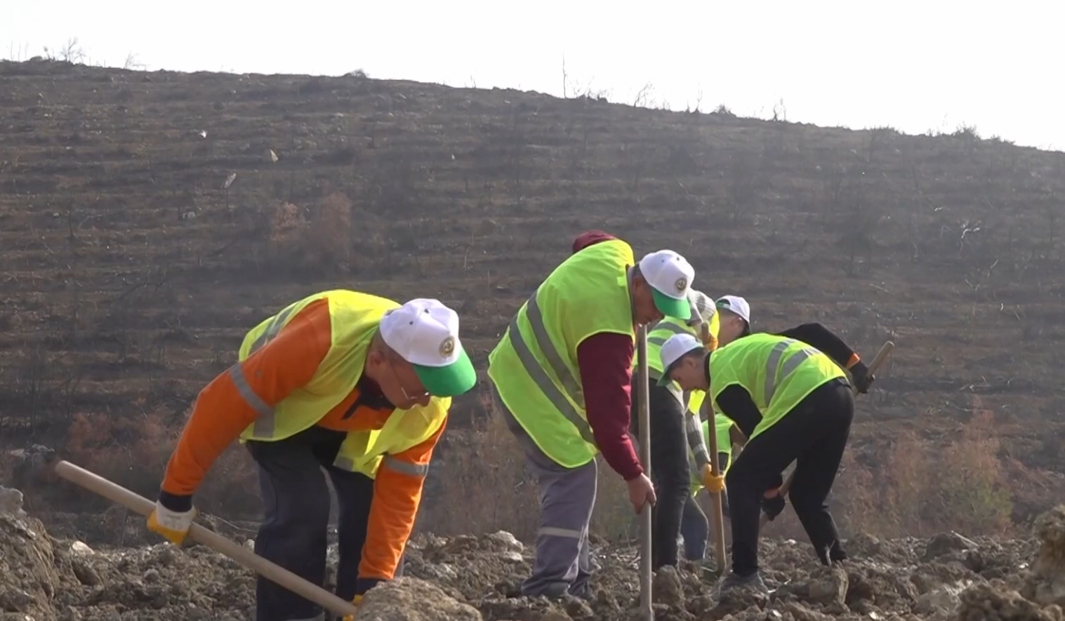 Bursa'da Yıllar Önce Yanan Ormanlık Alanlar Yeniden Yeşeriyor 1