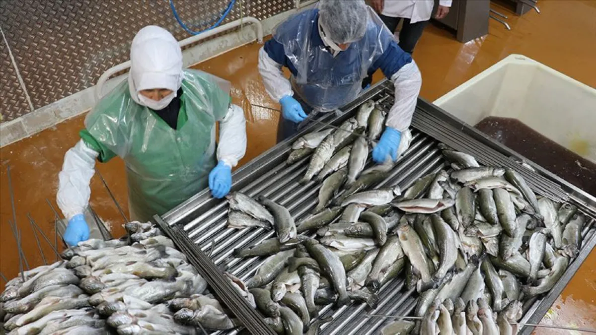 Doğu Karadeniz'den 29 Ülkeye Su Ürünleri Ihraç Edildi1