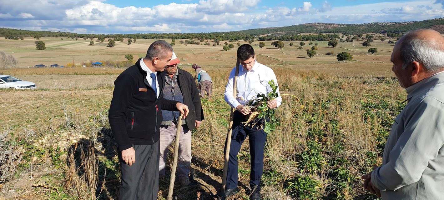 Dumlupınar Kaymakamından Şeker Pancarı Hasadını Incelemesi1