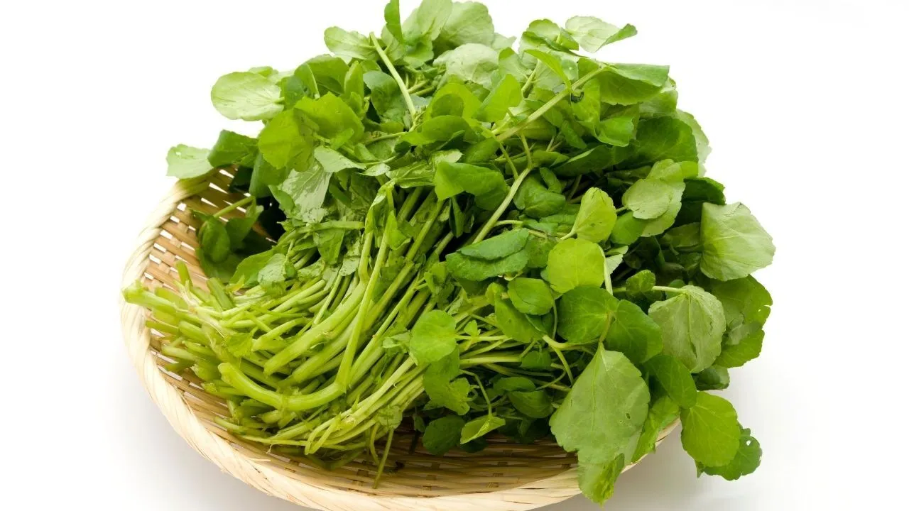 Dünyanın En Sağlıklı Sebzesi Açıklandı Su Teresi Zirvede 1