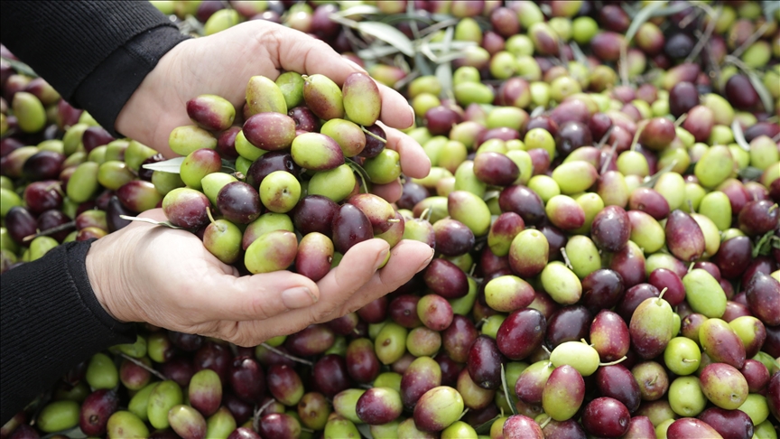 En Sağlıklı Zeytin Türü Açıklandı Mor Zeytin 1