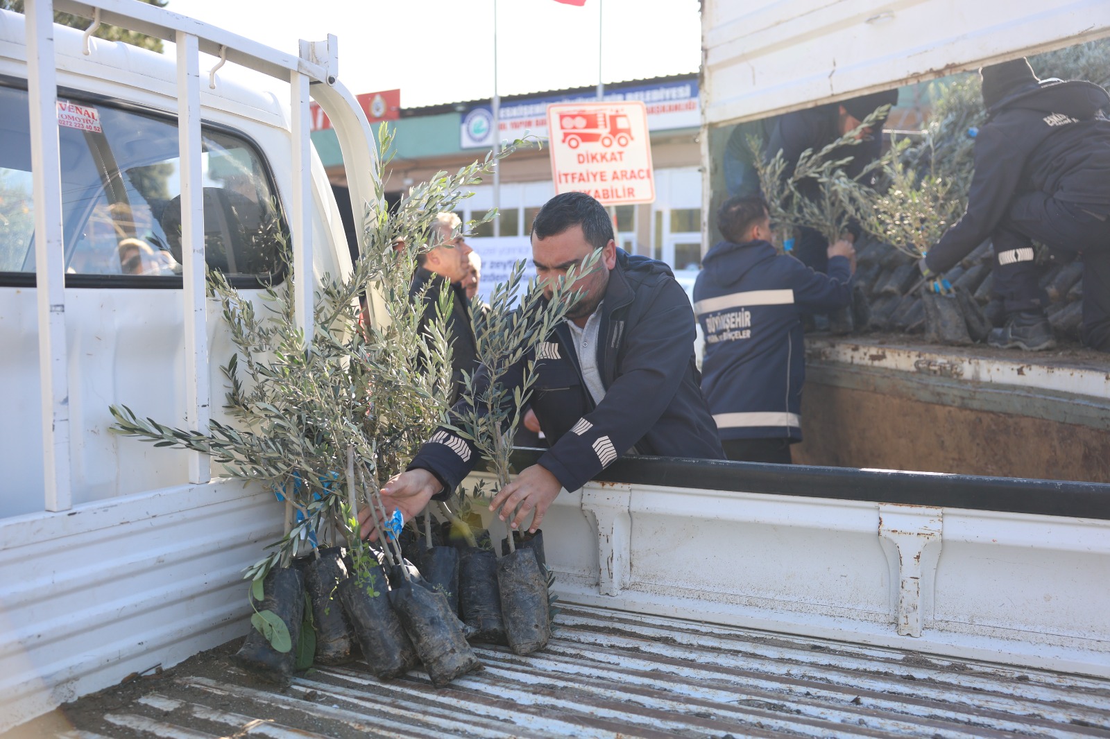 Eskişehir’de Üreticiye Zeytin Fidanı Desteği Başlıyor3