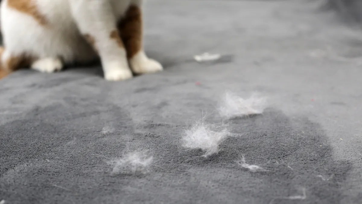 Evcil Hayvan Tüylerini Saniyeler Içinde Temizlemenin Pratik Yöntemleri1