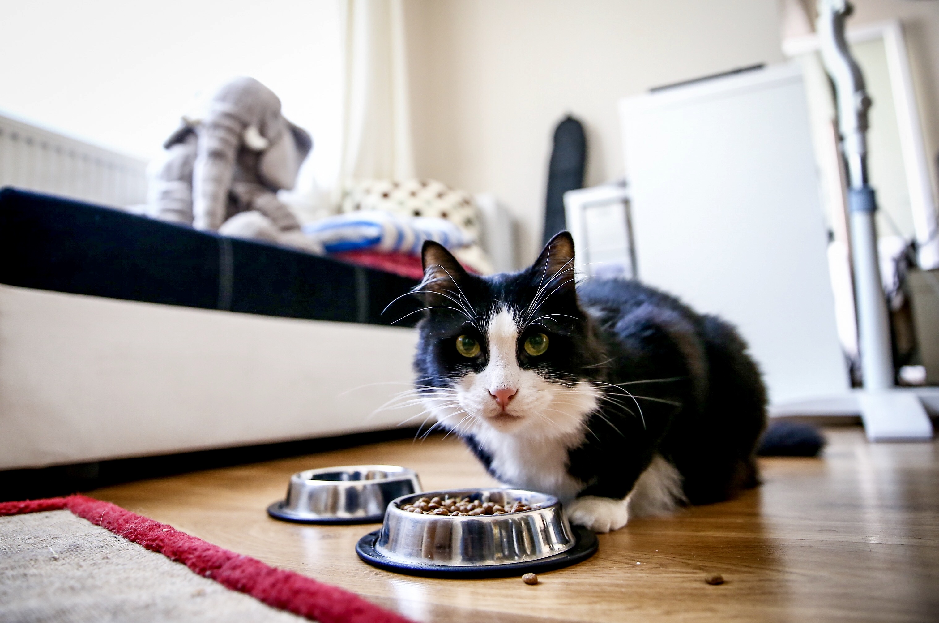 Evcil Hayvanla Uyumanın Gizli Riski