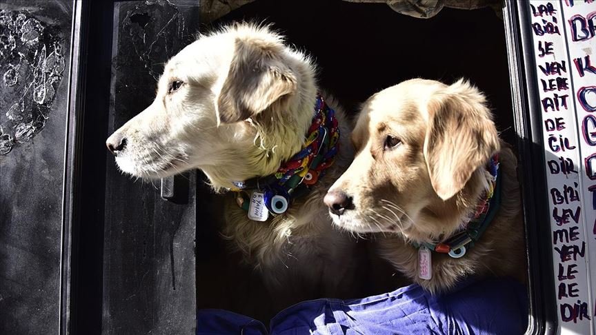 Evcil Hayvanla Uyumanın Gizli Riski1