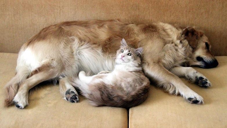 Evcil Hayvanla Uyumanın Gizli Riski2