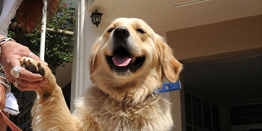 Evcil Hayvanla Uyumanın Gizli Riski4