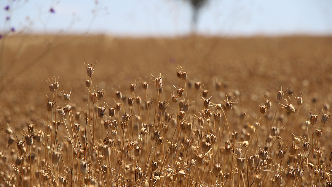 Firavun Altını Çörek Otu Kolesterolü Düşürüyor-1
