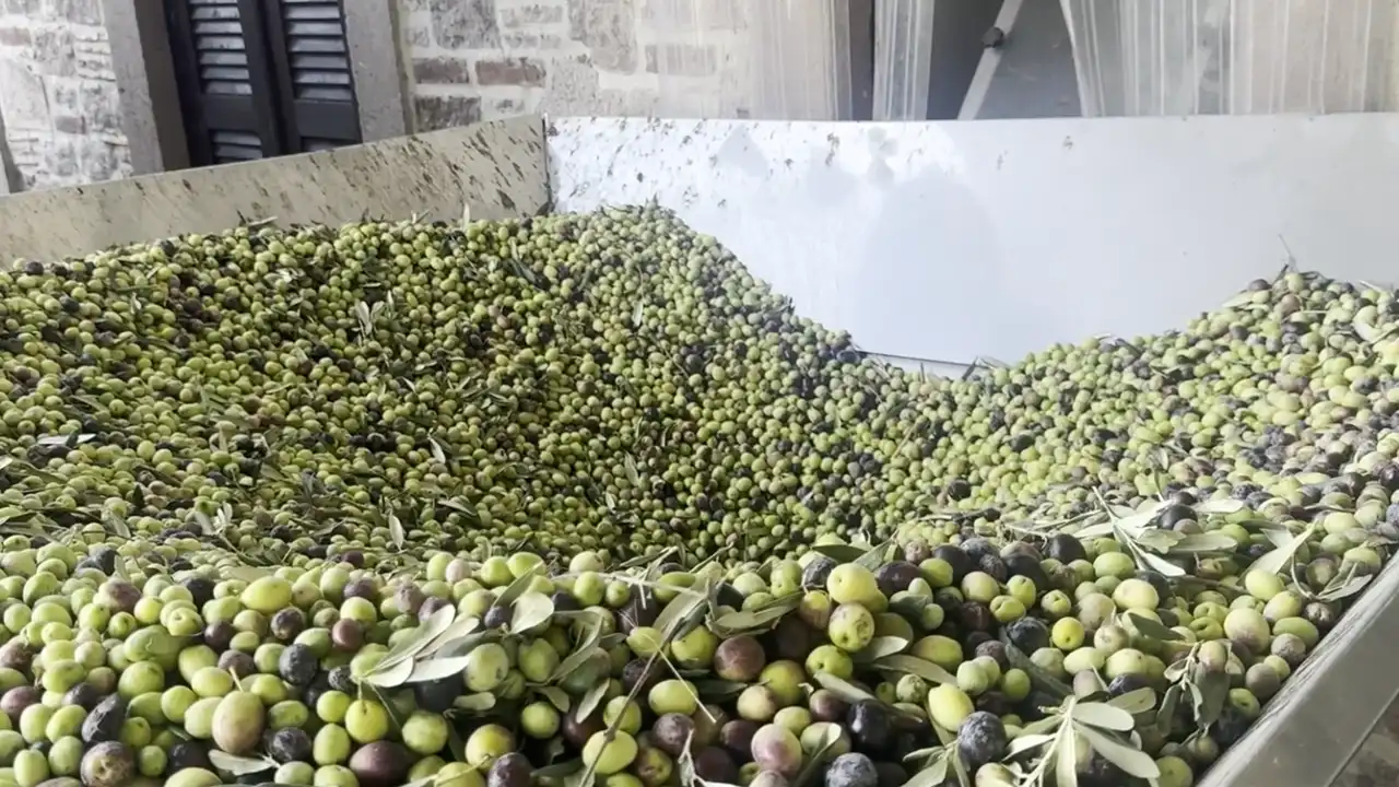 Japon Şef, Türk Zeytinyağını Uzak Doğu Mutfağına Taşıyor