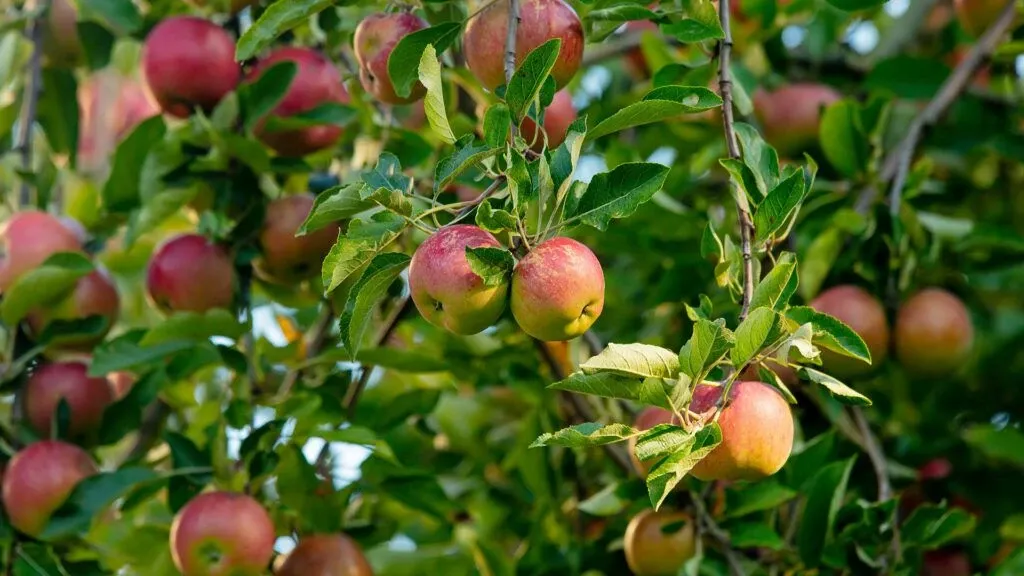 Kasımda Budamanız Gereken 3 Ağaç Ve Bitki 1