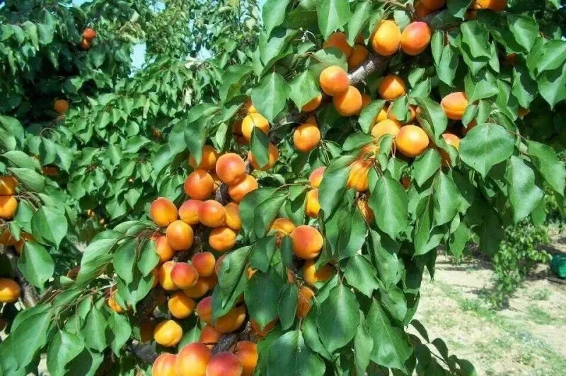 Kasımda Budamanız Gereken 3 Ağaç Ve Bitki 2