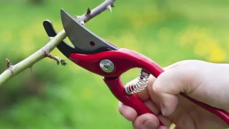 Kasımda Budamanız Gereken 3 Ağaç Ve Bitki