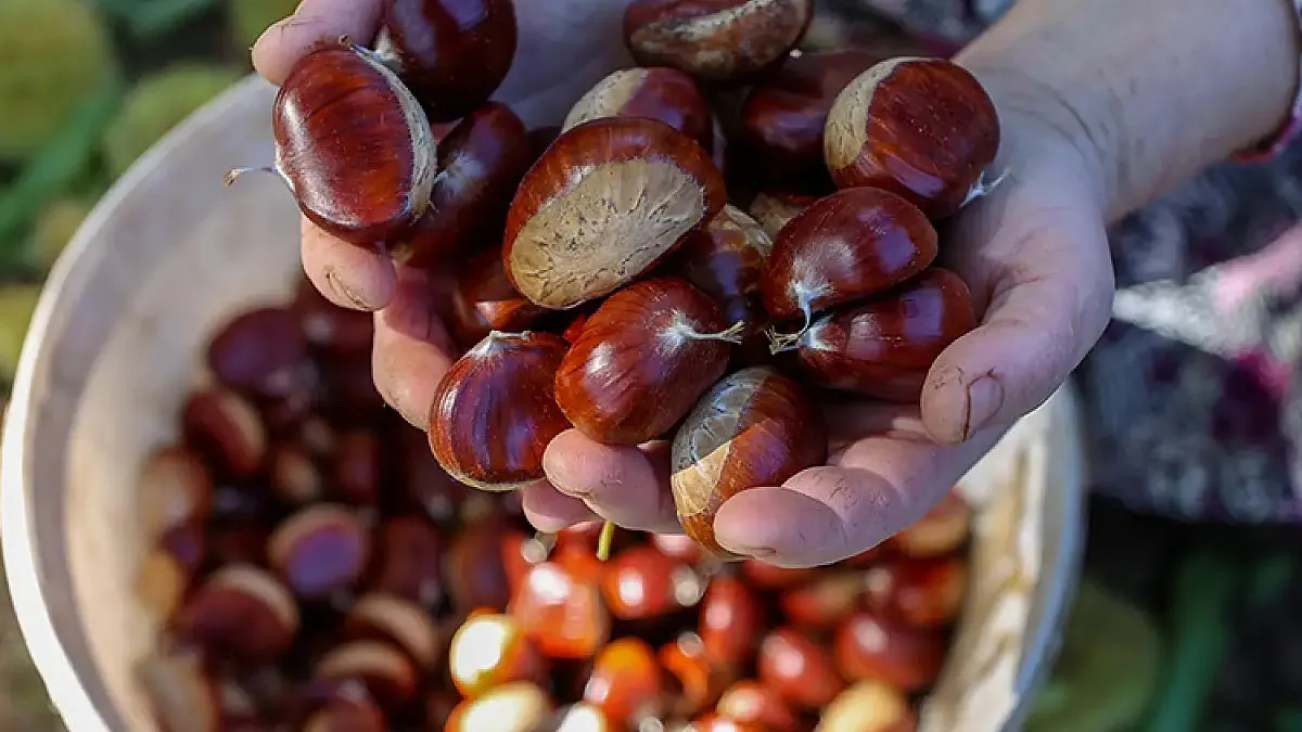 Kestane Ile Dolapta Rutubete Doğal Çözüm1