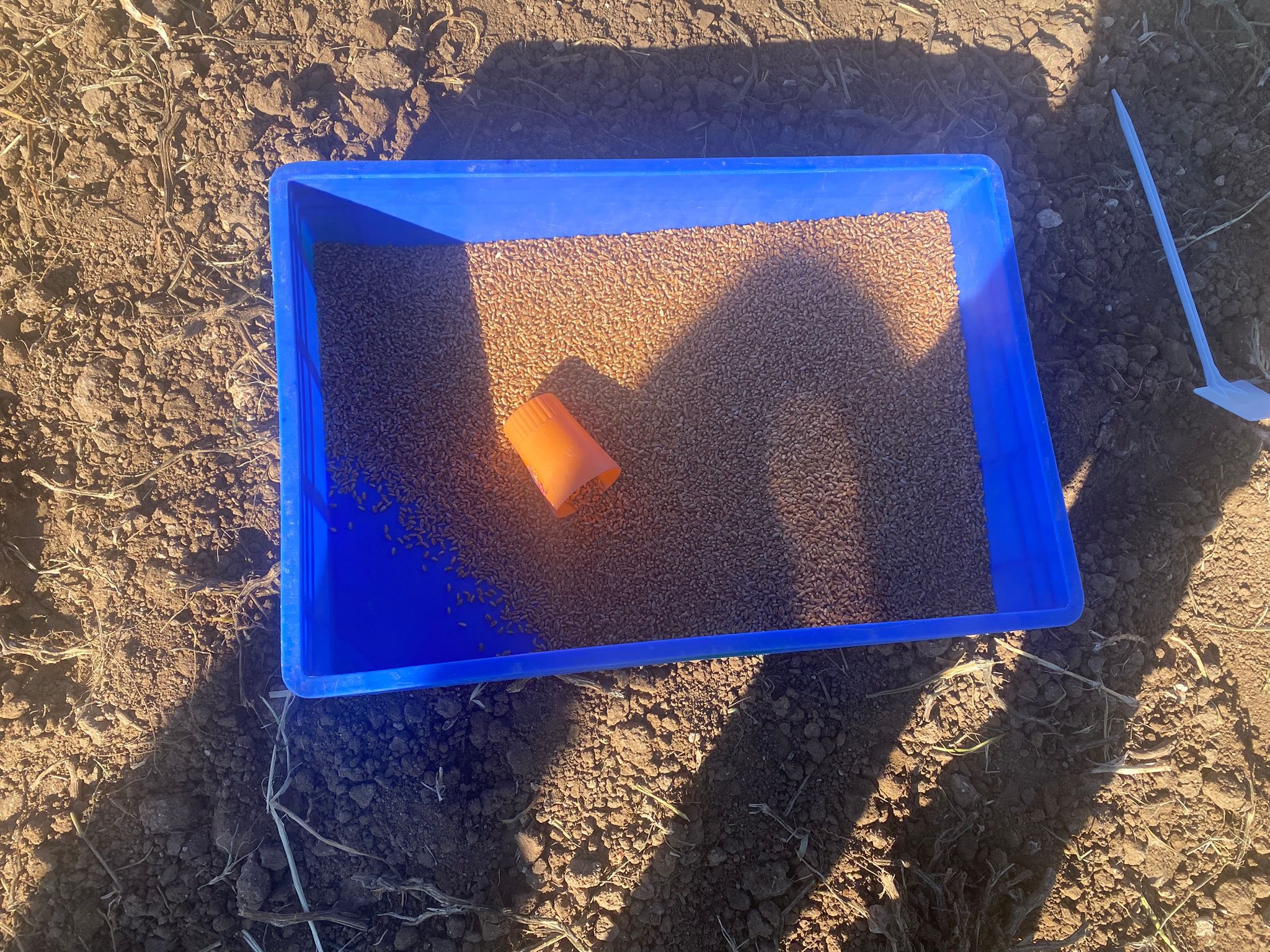 Kütahya Altıntaş’ta Yeni Çeşit Islahı Için Parseller Ekildi2