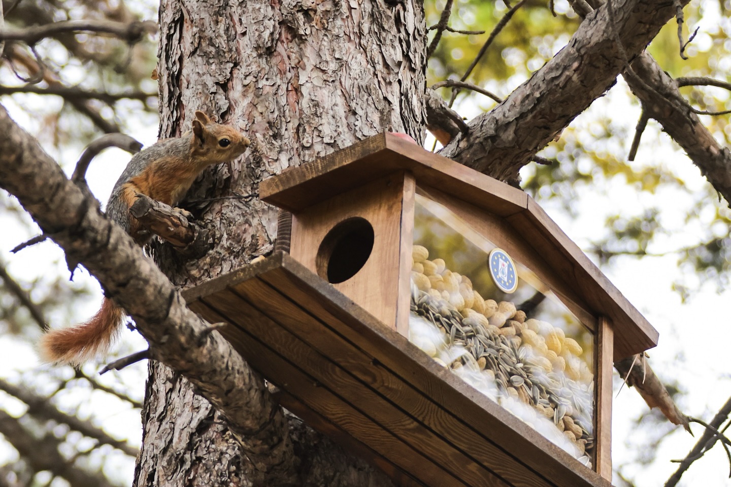 Kütahya Belediyesi’nden Yaban Hayata Kış Desteği4