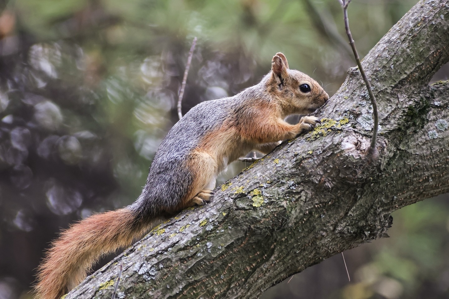 Kütahya Belediyesi’nden Yaban Hayata Kış Desteği6