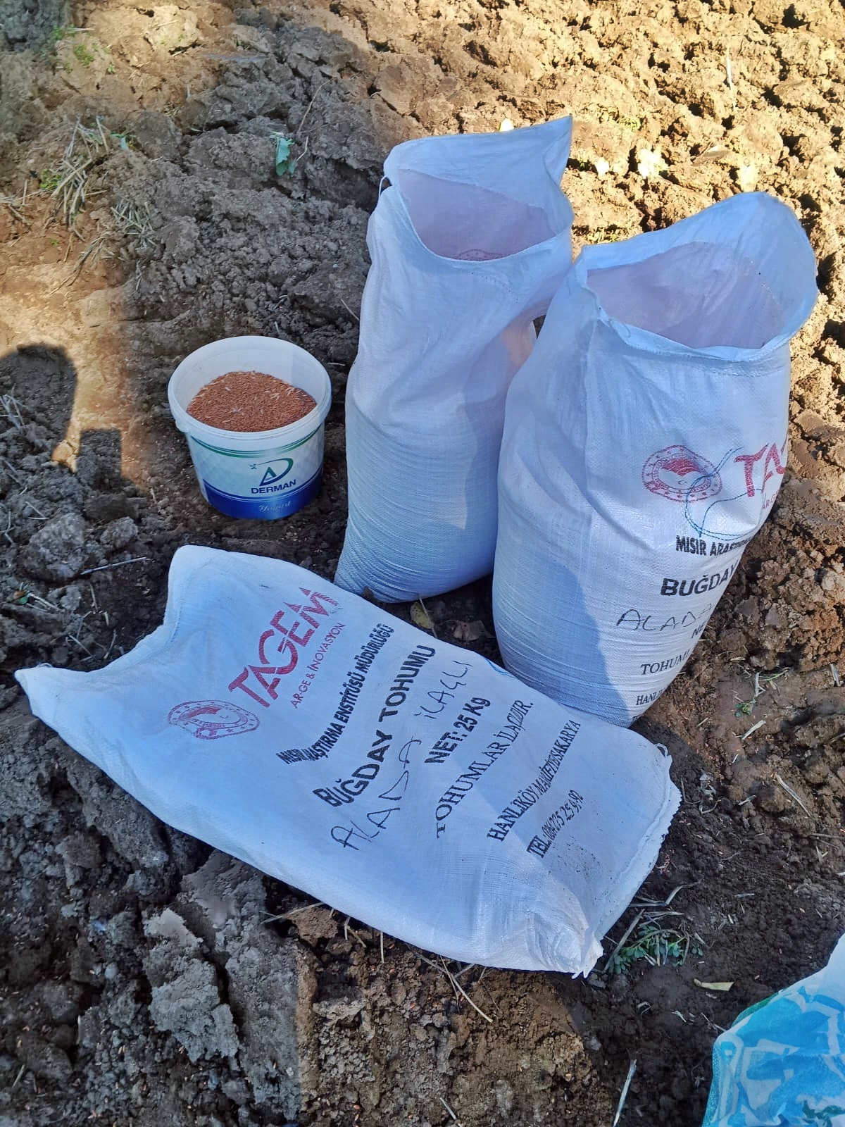 Kütahya Gediz’de Buğday Demonstrasyon Ekimleri Yapıldı1