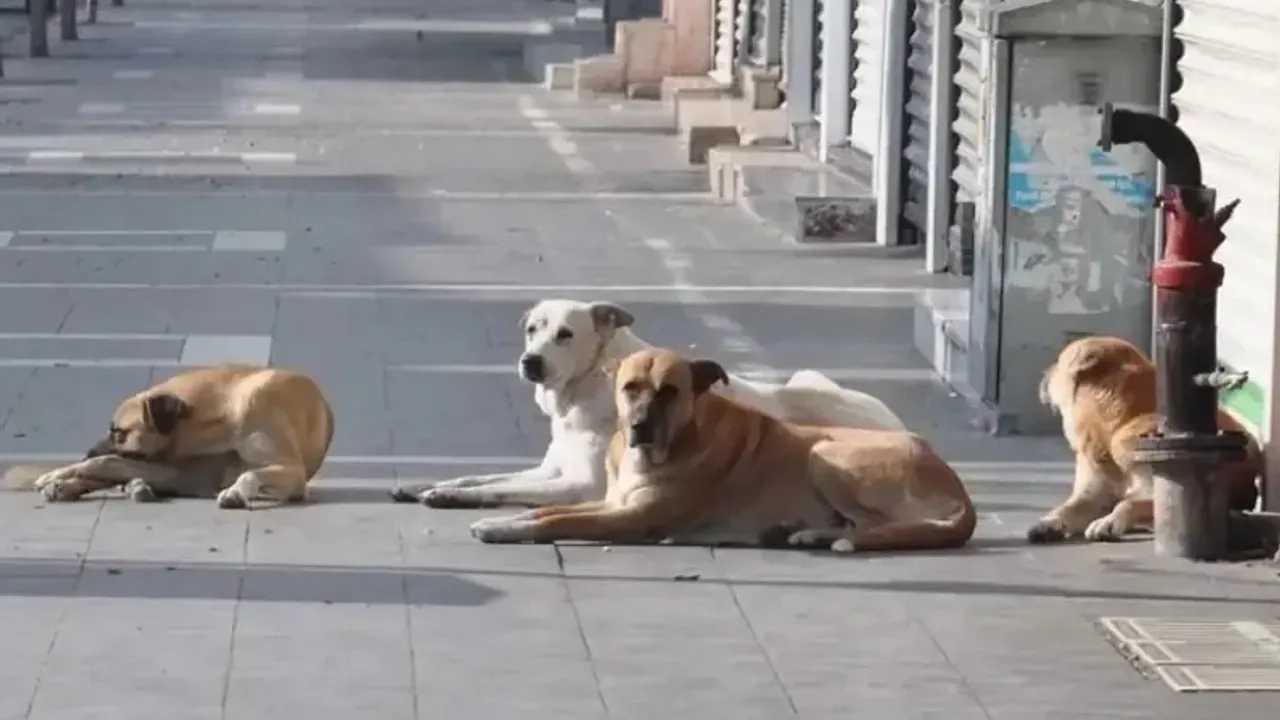 Kütahya Valisi Işın, Sokak Köpek Sayılarını Açıkladı1