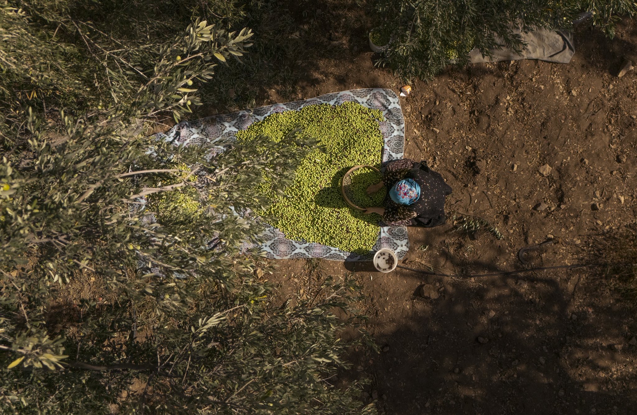 Kütahyada Çiftçilere Bereket Ve Kolaylık Dileği Yayınlandı1