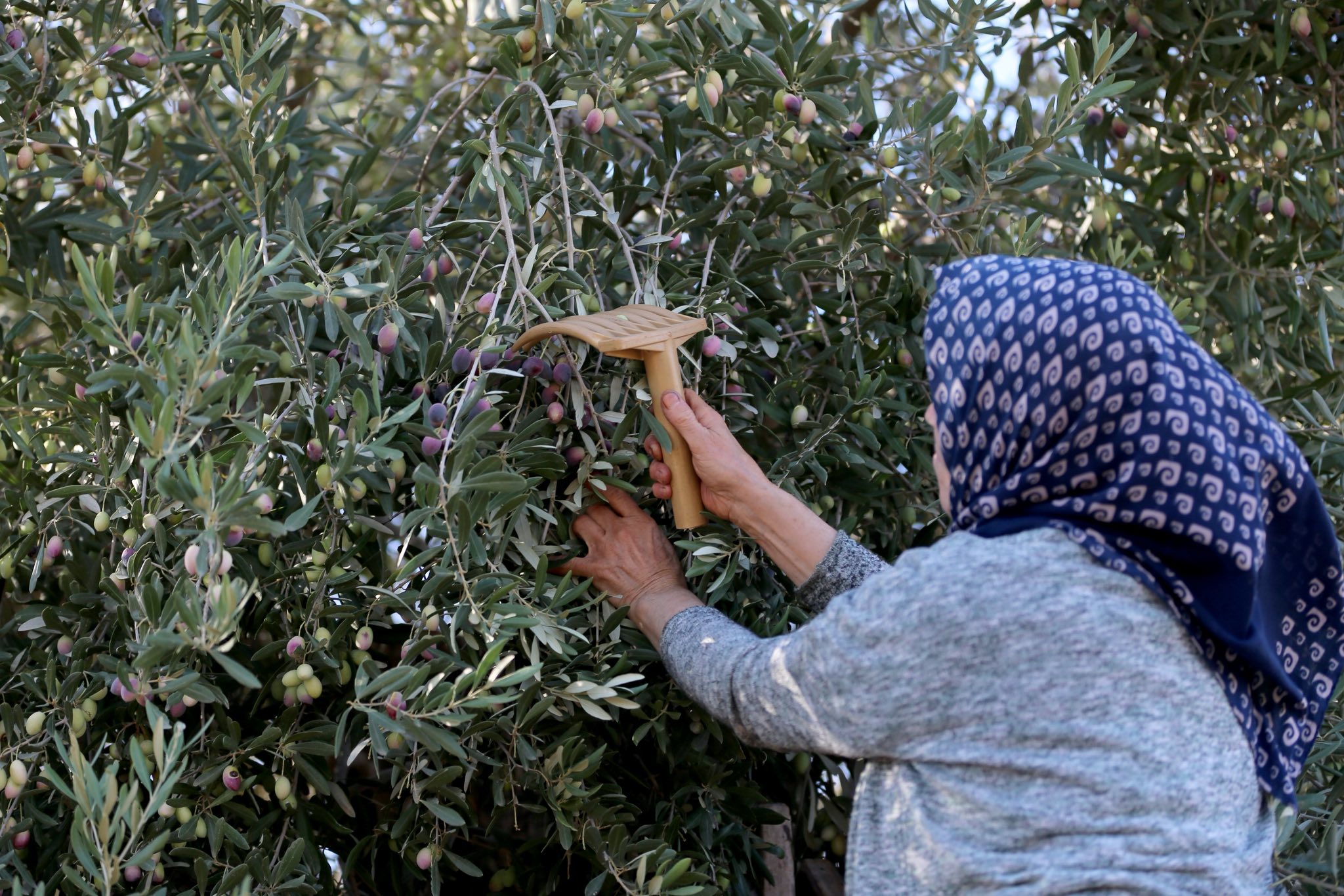 Kütahyada Çiftçilere Bereket Ve Kolaylık Dileği Yayınlandı2