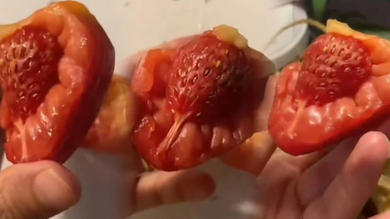 Marketten Domates Diye Aldı Evde Çilek Çıktı Görünce Donup Kaldı