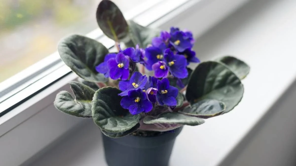 Menekşe Ve Orkideler 365 Gün Çiçek Açacak İşte Sırrı 2